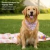 golden retriever wearing dog bandanas pink floral triangle bandana outdoors golden retriever wearing dog bandanas pink floral triangle bandana outdoors