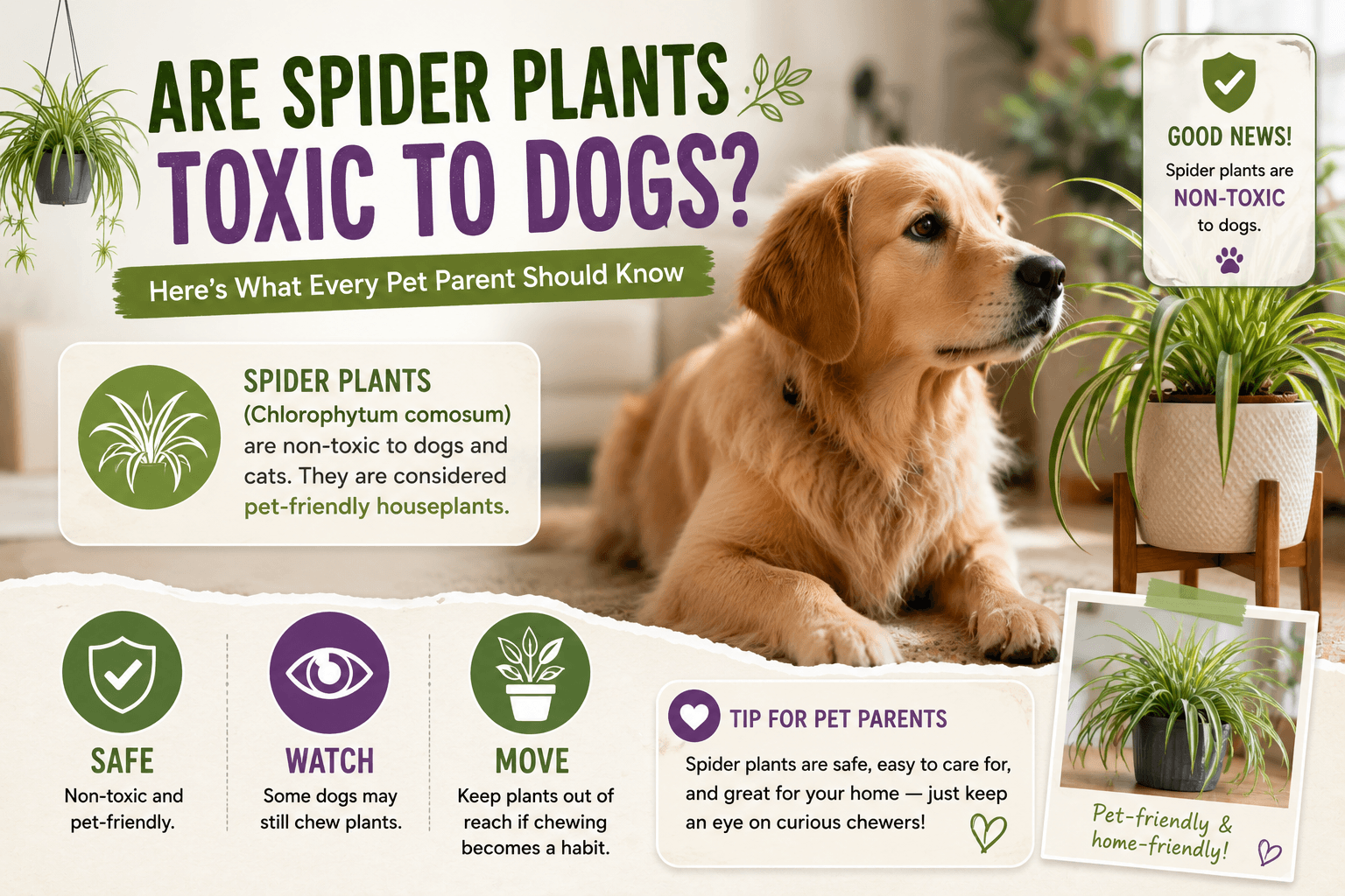 are spider plants toxic to dogs cover image with safe watch move badge